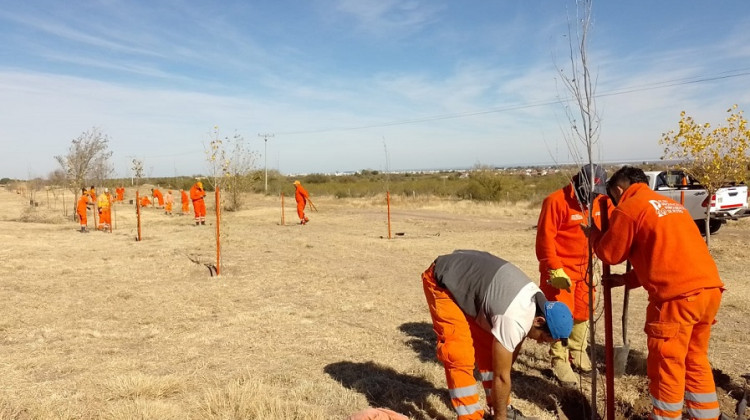 La red de alianzas estratégicas para la forestación suma 4.700 árboles ya plantados