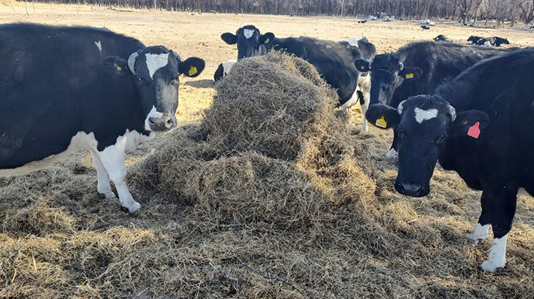 Iniciaron un ensayo para evaluar el impacto del heno de alfalfa de alta y baja calidad en la nutrición animal