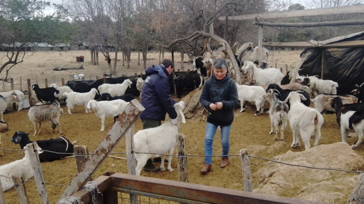 Productores caprinos de Chacabuco recibieron asistencia sanitaria en sus animales