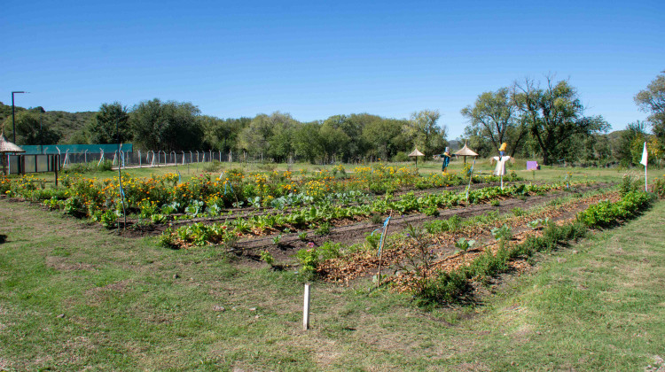 Consejos y tips para cuidar tu huerta en invierno