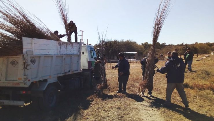 Producción entregó más de 5 mil álamos a productores de Nogolí