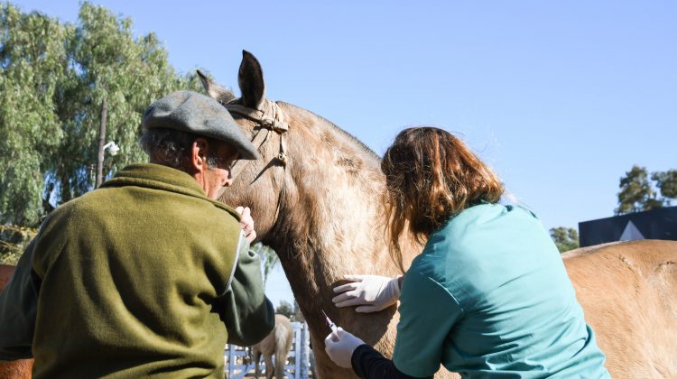 Se firmaron acuerdos para trabajar en el cuidado de la sanidad equina