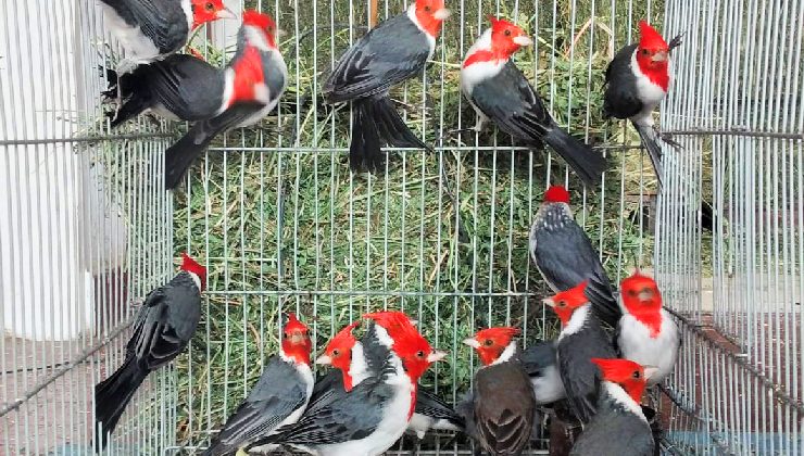 San Luis recibió especies de Cardenal copete rojo que se recuperan en la provincia para volver a vivir en libertad