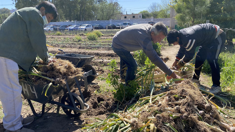 Cosecharon más de 400 kilos de ajo de las huertas del Ministerio