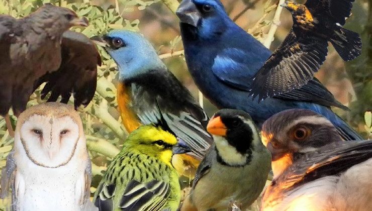 Con un cronograma pleno de actividades, el Gobierno celebrará en octubre el “Mes de las Aves”