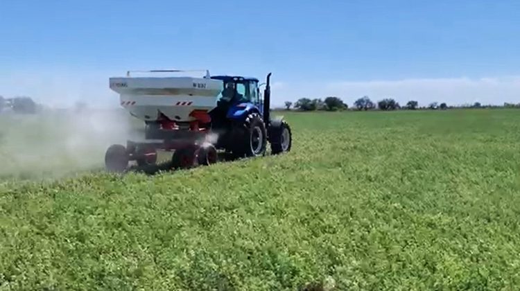 Continúan los ensayos de alfalfa para generar información y brindarla a productores