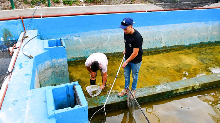 San Luis Agua sumó nuevos pejerreyes a la Estación de Piscicultura Río Grande