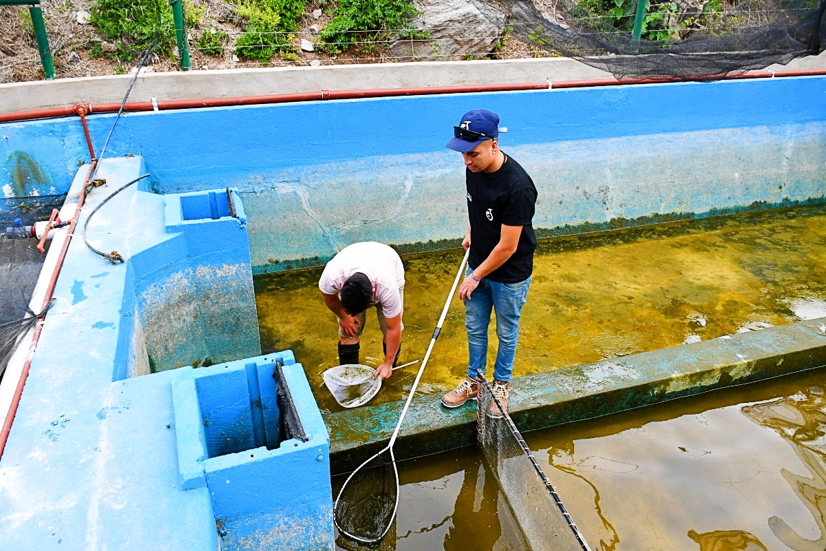 San Luis Agua Sum Nuevos Pejerreyes A La Estaci n De Piscicultura R o 
