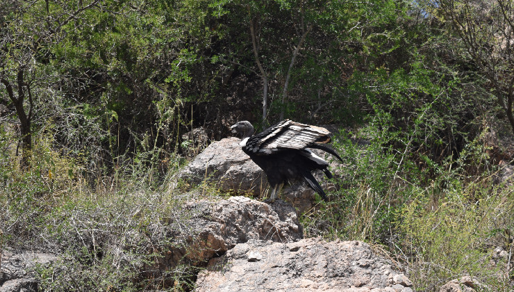 Protección de la fauna autóctona: dos cóndores se recuperan en el Centro de Conservación de Vida Silvestre