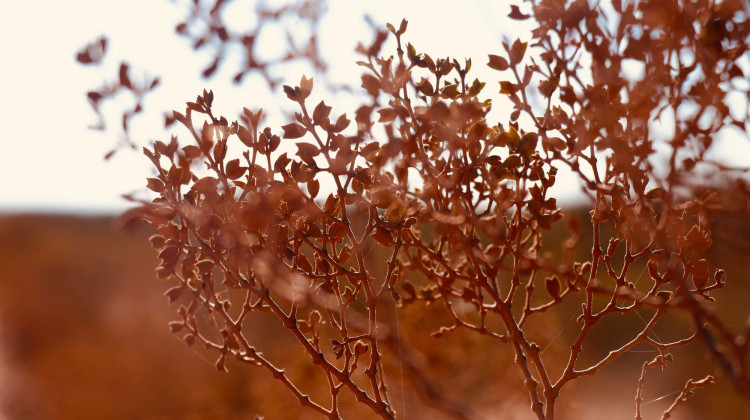 Concurso fotográfico “Flora Nativa, retratando nuestra identidad”: el jurado seleccionó las 12 imágenes finalistas