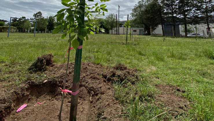 Emergencia hídrica: el Plan Forestal “Más árboles, más vida” suspende sus actividades