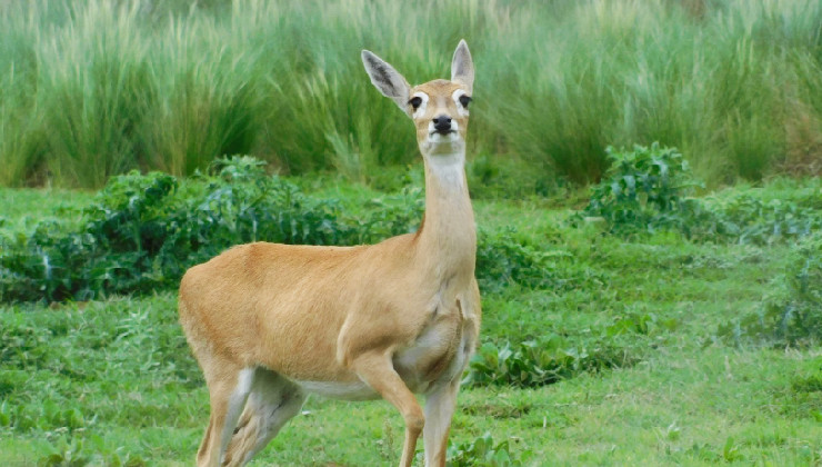 Protección de fauna autóctona: el Gobierno provincial aumentará las sanciones a quienes incumplan con la normativa ambiental