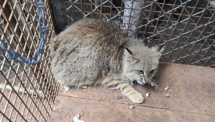 Conservación de la fauna: rescataron y liberaron un Gato del Pajonal