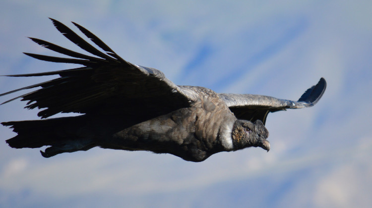 San Luis creará Santuarios de Cóndor Andino en las Áreas Naturales Protegidas