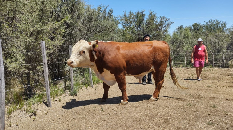 El Plan Toros II realizó cuatro nuevas reposiciones en el interior provincial