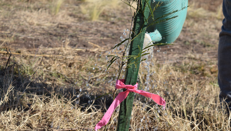 Más árboles, más vida: con un buen nivel de supervivencia se afianza la forestación provincial