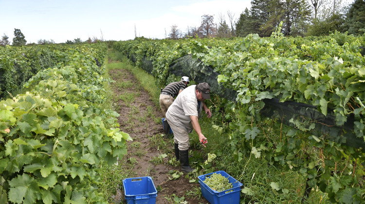 Sol Puntano realiza exitosamente su cosecha de uvas blancas