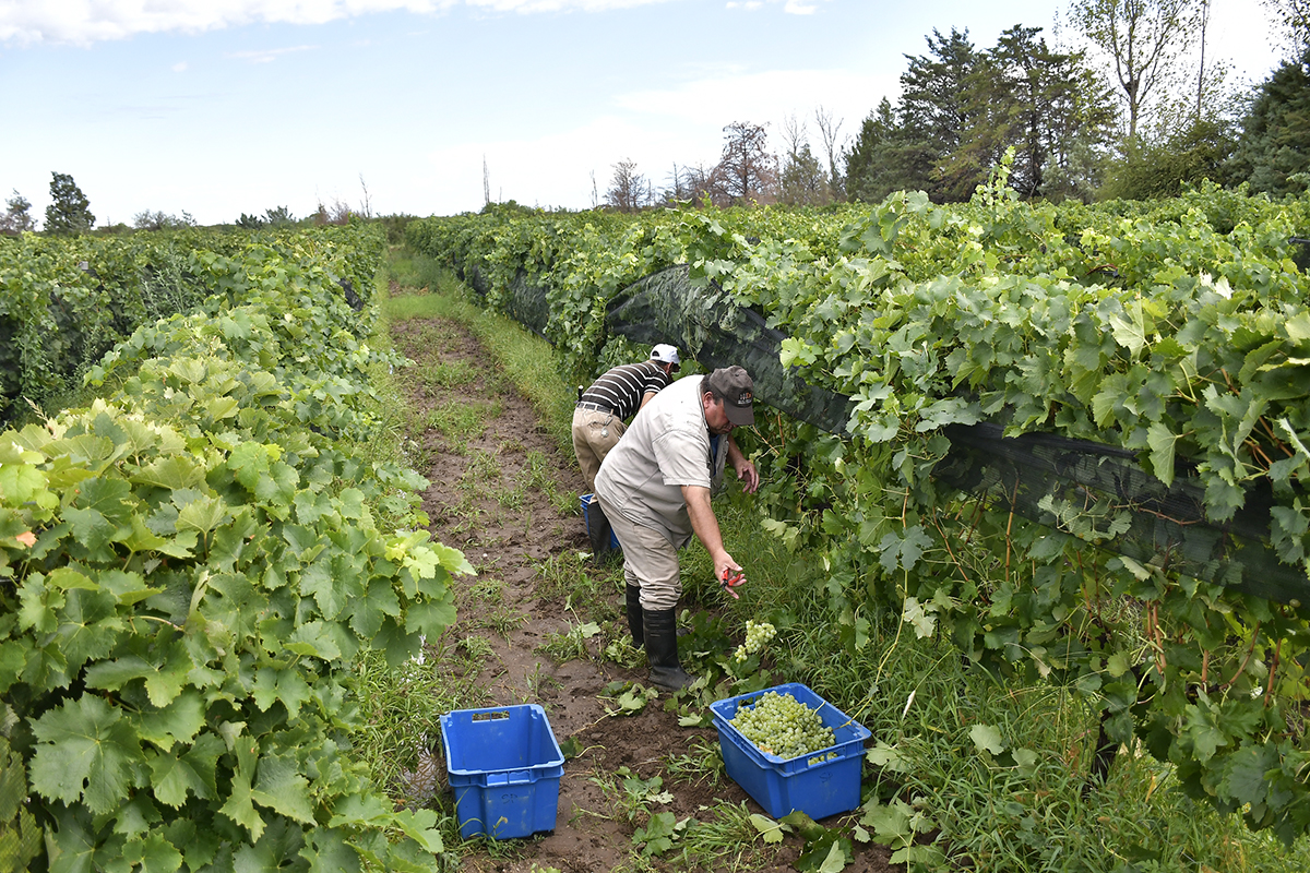 Sol Puntano realiza exitosamente su cosecha de uvas blancas