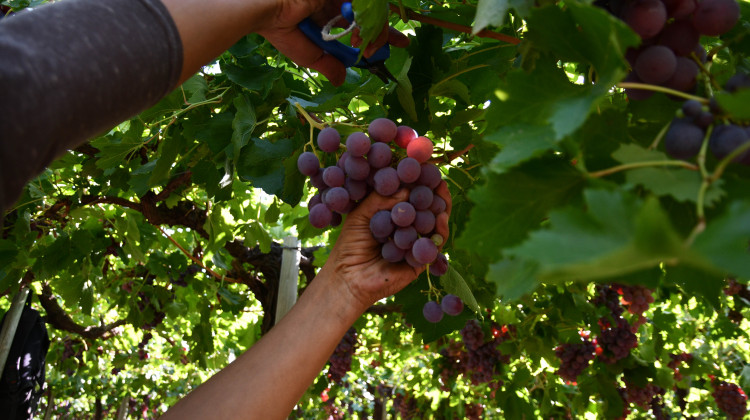 Sol Puntano comenzó su cosecha de uvas de mesa