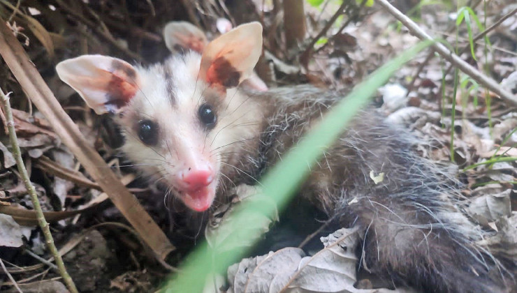 Cinco comadrejas volvieron a su hábitat natural luego de transitar su recuperación en el Centro de Conservación de Vida Silvestre