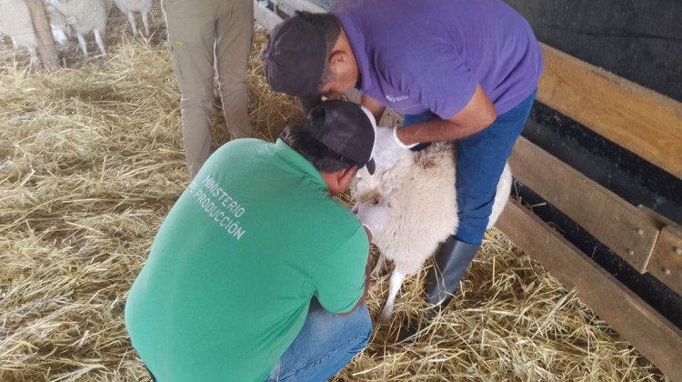 Realizaron controles de brucelosis ovina y caprina