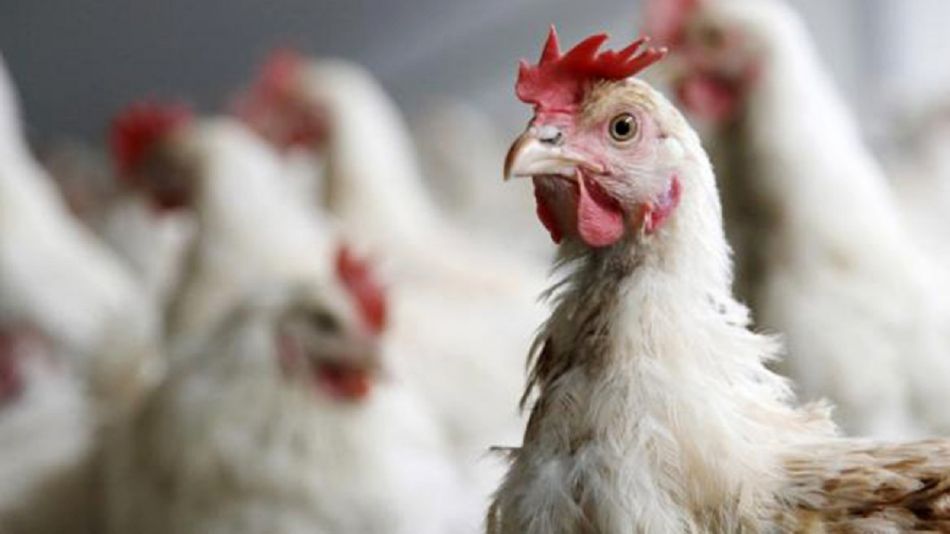 Recomendaciones ante la detección de un caso de gripe aviar en San Luis