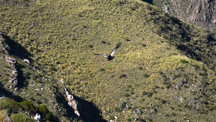 Pullec Antu, el gigante de los cielos que volvió a desplegar sus alas en libertad