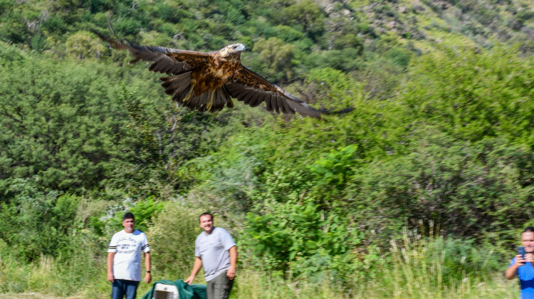 “Quebrada de las Higueritas” recibió con vuelo de libertad a las aves recuperadas