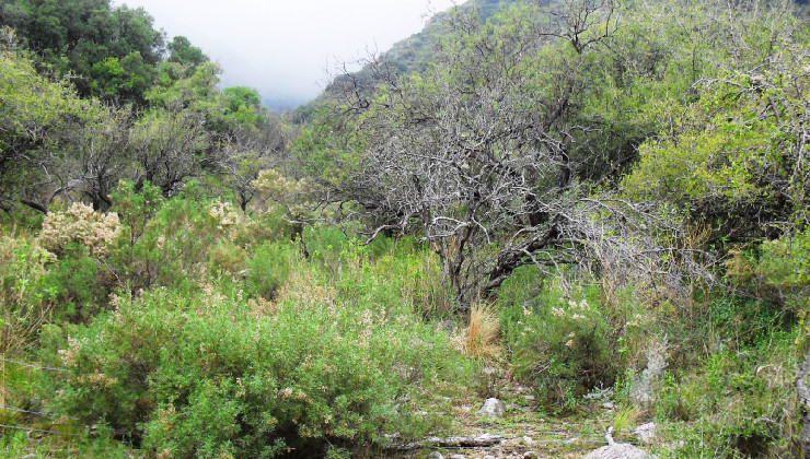 San Luis abre la convocatoria para iniciativas que preserven los bosques nativos