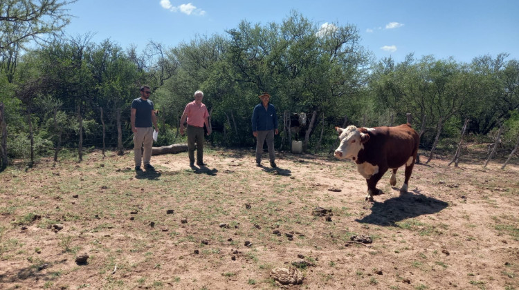 Plan Toros: entregaron nuevos ejemplares en Quines y San Jerónimo