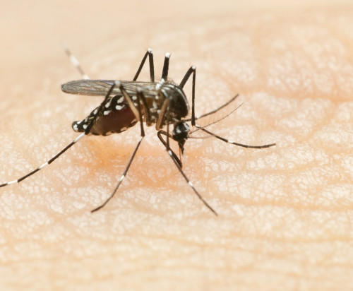 Detectaron un nuevo caso de dengue y otro de chikungunya en San Luis