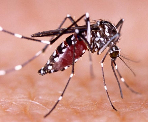Detectaron el tercer caso de dengue en San Luis