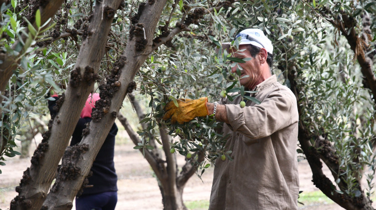 Comenzó la cosecha de aceitunas en Sol Puntano