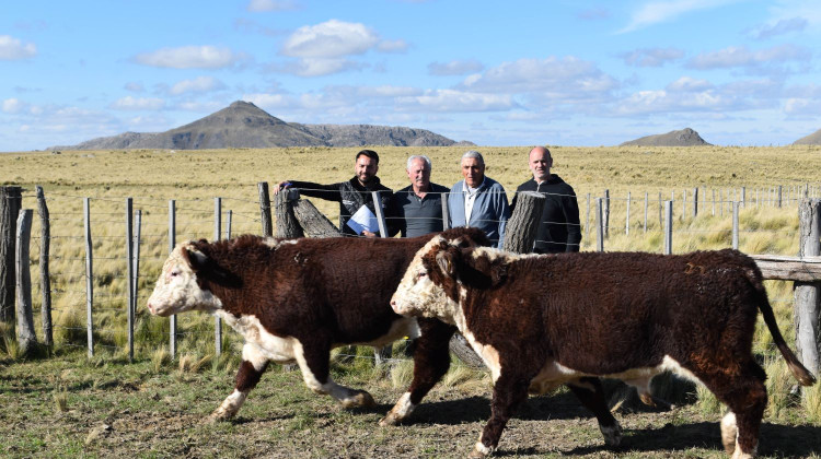 El Plan Toros II repuso cinco ejemplares en el interior