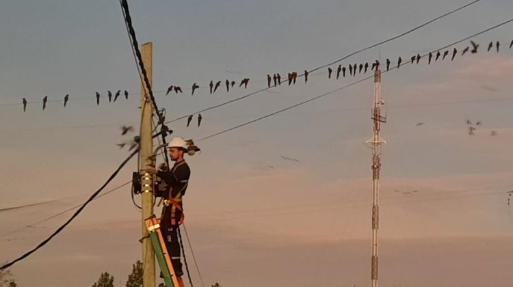 Problema Verde: los loros y cortes de internet