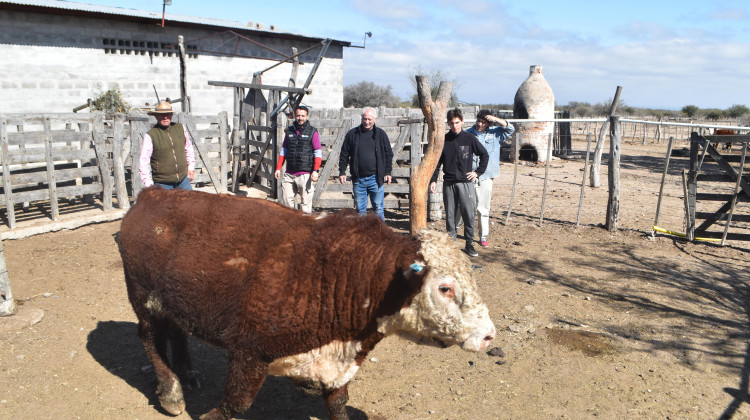 Productores ganaderos del interior recibieron toros de alta calidad genética