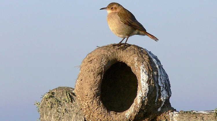 Día Nacional del Ave: una fecha destinada a destacar la importancia de su conservación