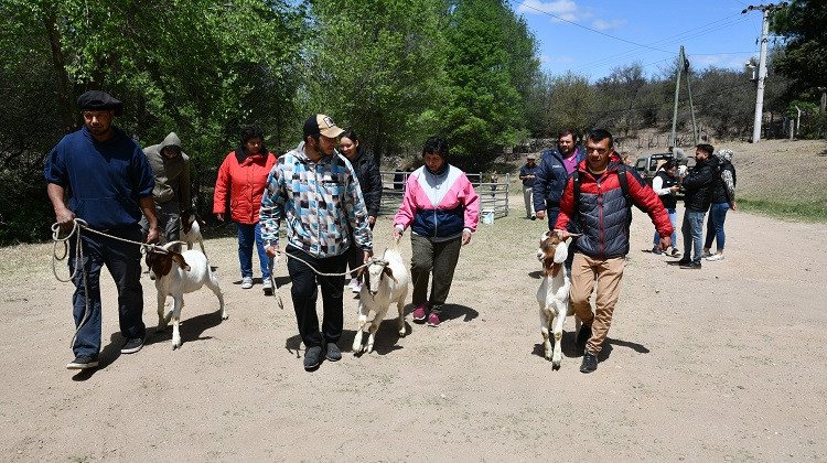 Prospera el intercambio de ganado caprino con productores locales