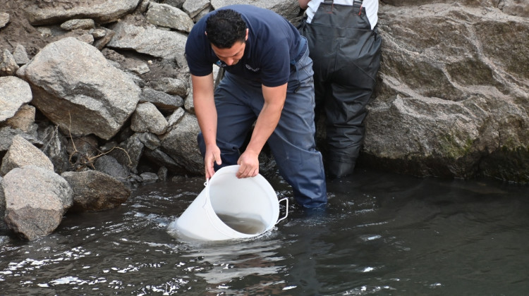 San Luis Agua sembró pejerreyes en el Dique Luján