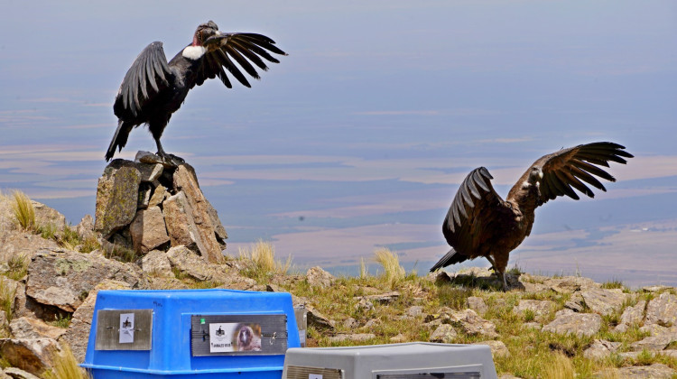 Los cóndores “Yñaca” y “Hiernen” fueron liberados en las Sierras de los Comechingones