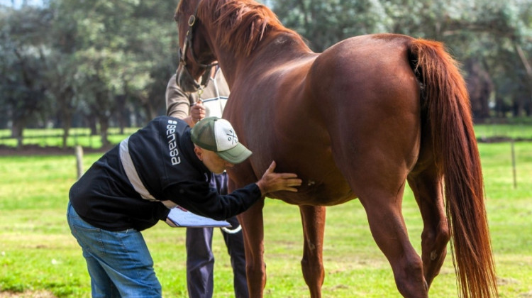 Detectaron el primer caso de Encefalitis Equina del Oeste en un caballo