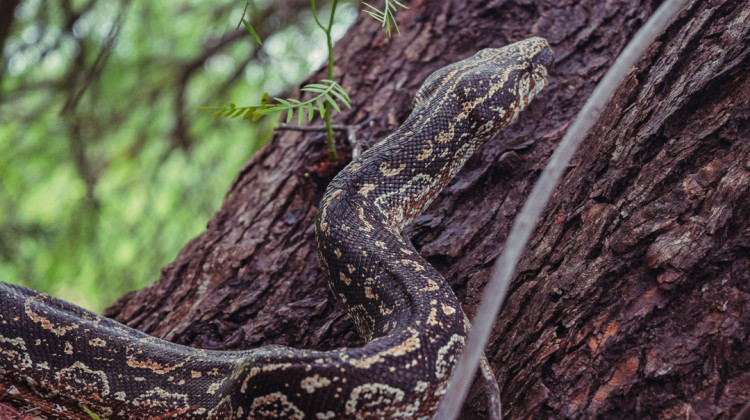 Tres lampalaguas fueron liberadas en la Reserva Natural “Quebrada de las Higueritas”