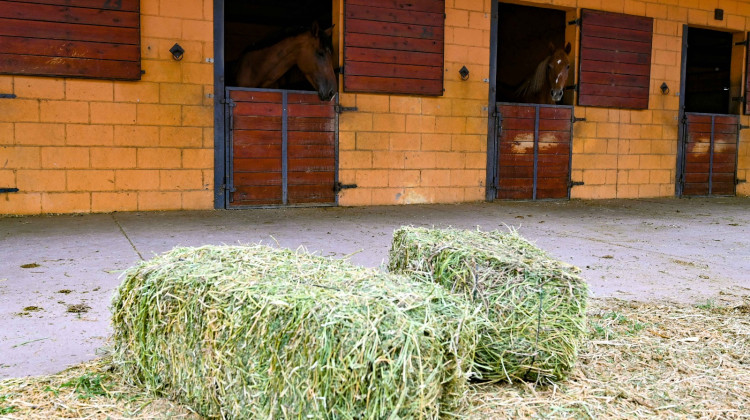 A la escuela de Equinoterapia le faltan 58 caballos, solo le quedaron 10