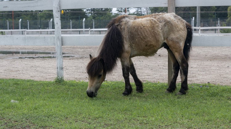 Al Centro de Equinoterapia de La Pedrera le quedó un solo caballo
