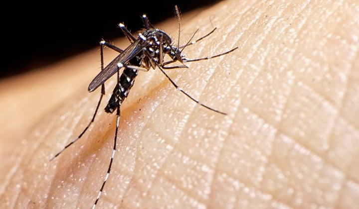 Analizan nuevos casos sospechosos de dengue en la provincia