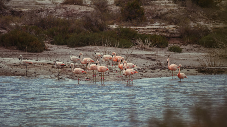 Las lagunas de Guanacache, Desaguadero y del Bebedero, lugares para conocer la flora y la fauna autóctona en todo su esplendor