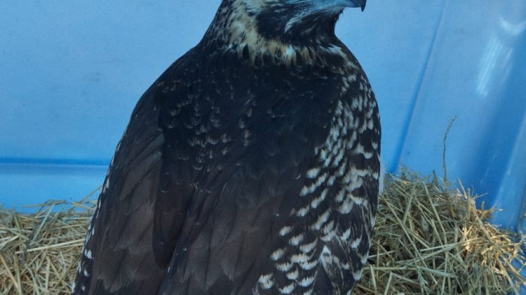 Un águila mora y un ejemplar de macá grande fueron recuperados y devueltos a su hábitat natural