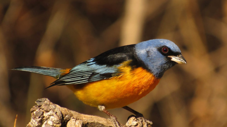 Día Internacional de las Aves: la importancia de la conciencia ciudadana para preservar nuestras especies