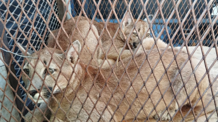 Rescataron dos pumas que eran víctimas del mascotismo