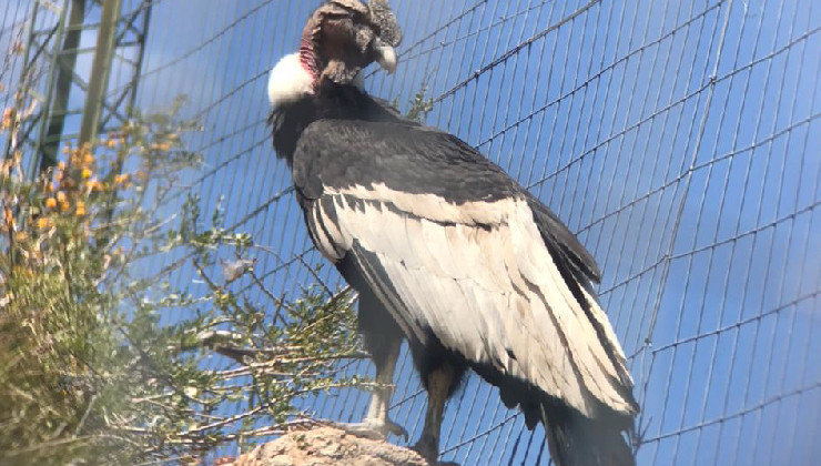 El cóndor andino recuperado en Sierra de las Quijadas se prepara para volver a surcar los cielos